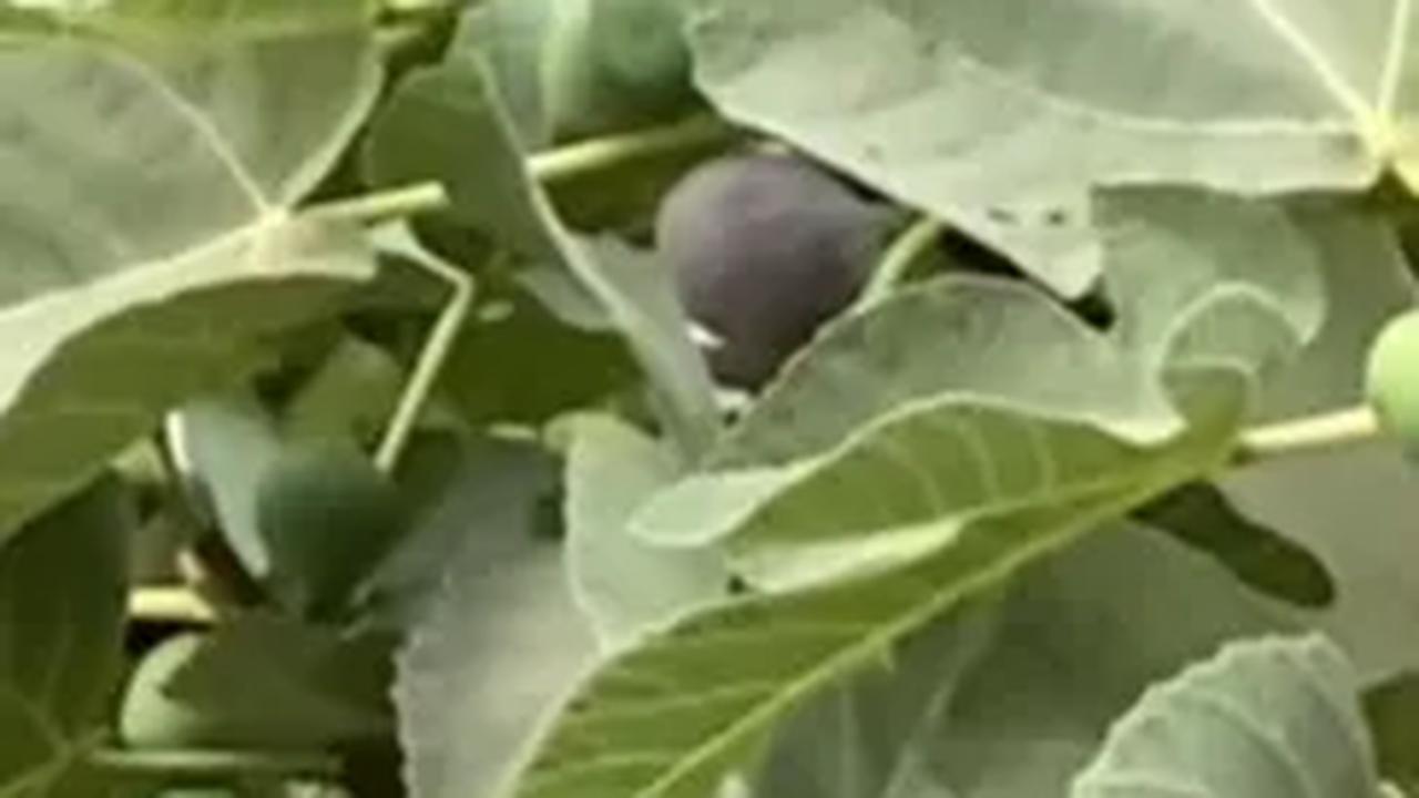 Siapa sangka, pohon buah dari Surga ini tengah berbuah lebat. <br>