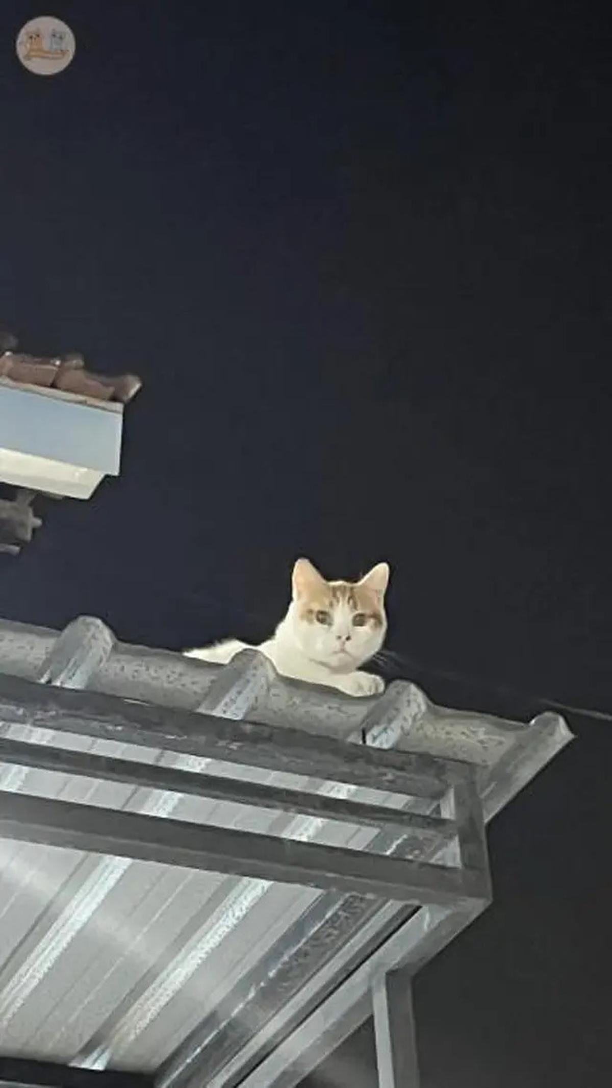 6 Potret Kucing Nyantai di Atap Rumah, Sering Dikira Hilang karena Tak Pulang