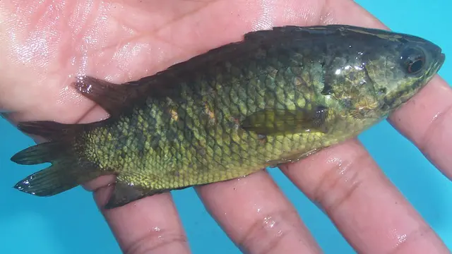 Jenis Ikan Air Tawar untuk Ternak Rumahan