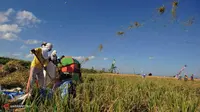 Pemerintah Siapkan 20 Juta Hektare Hutan untuk Dukung Ketahanan Pangan dan Energi, Siap Dibuka Bila Diperlukan