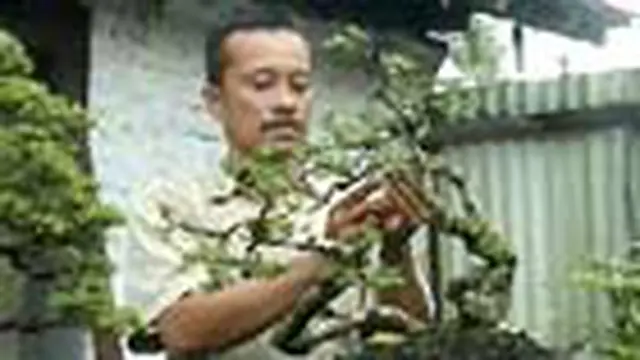 Di tengah-tengah aktivitas bekerja di PN Bantul, Yogyakarta, Hamam Haris meluangkan waktu merawat bonsai. Harga bonsai miliknya bisa mencapai jutaan rupiah.