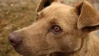Fakta Anjing Bisa Mengetahui Perasaan Seseorang, Ini Penjelasan Ilmiahnya