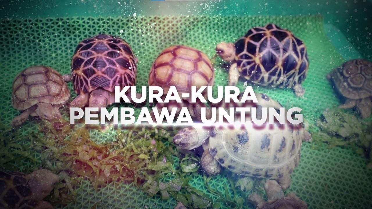 VIDEO: Berani Berubah Dari Kedai Kopi Beralih Jual Kura-Kura