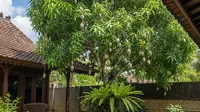 13 Pohon Buah untuk Ketahanan Pangan Keluarga, Solusi Pekarangan Produktif di Rumah