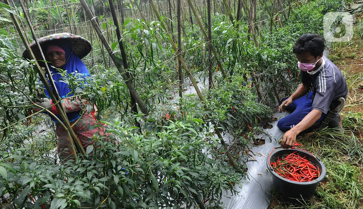 Petani memanen cabai keriting di kawasan Pesawah, Cicurug, Sukabumi, Rabu (22/04/2020). Sejak penerapan Pembatasan Sosial Berskala Besar (PSBB), sejumlah petani mengeluhkan harga cabai keriting di tingkat petani yang turun dari Rp 20 ribu per kg menjadi Rp 12 ribu per kg. (merdeka.com/Arie Basuki)