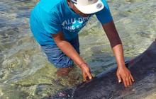 Paus Sperma Viral Terdampar di Bali, Akhirnya Mati dengan Tubuh Penuh Luka Gigitan Hiu