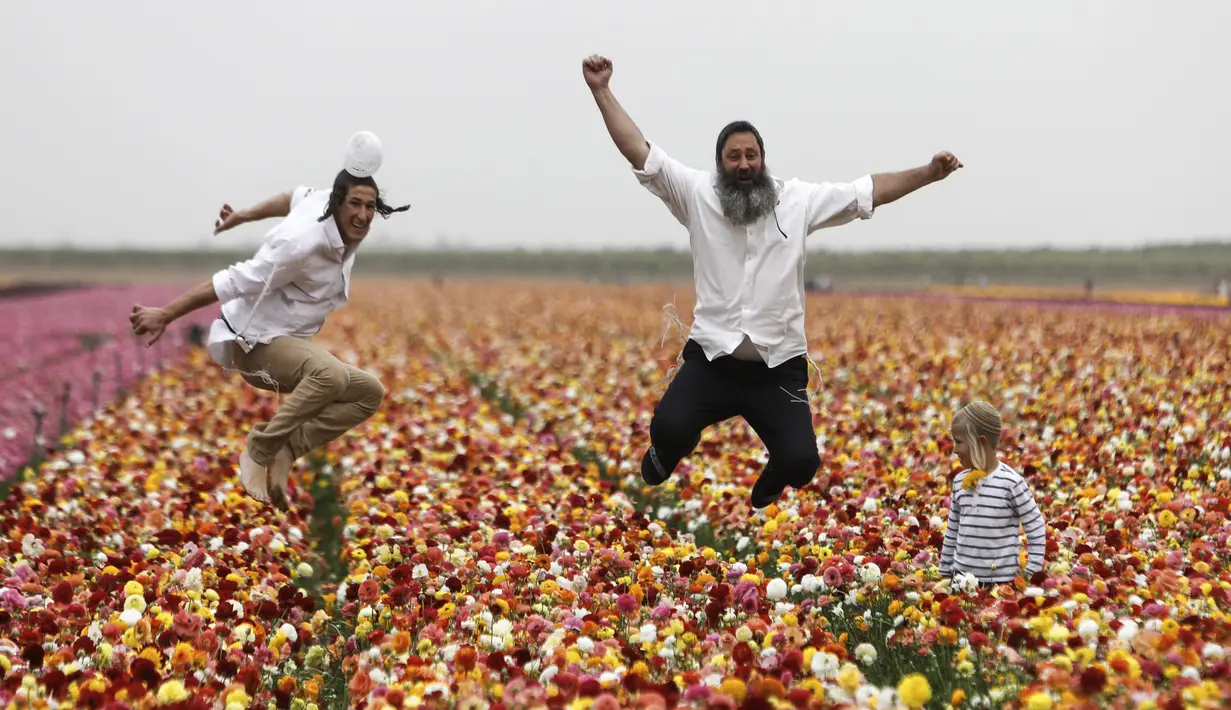 Warga Israel saat berkunjung ke Taman Bunga Ranunculus di Kibbutz, Nir Yitzhak, di perbatasan Israel-Jalur Gaza (12/4). Taman Bunga Ranunculus ramai didatangi warga saat hari liburan Yahudi Pesach (Paskah). (AFP PHOTO/MENAHEM KAHANA)