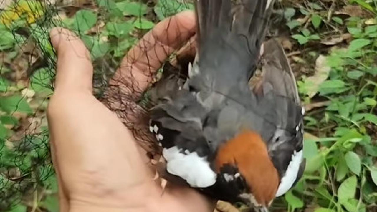 Canggih Pria Ini Tangkap Burung Anis Kembang yang Pernah Jadi Favorit Penghobi