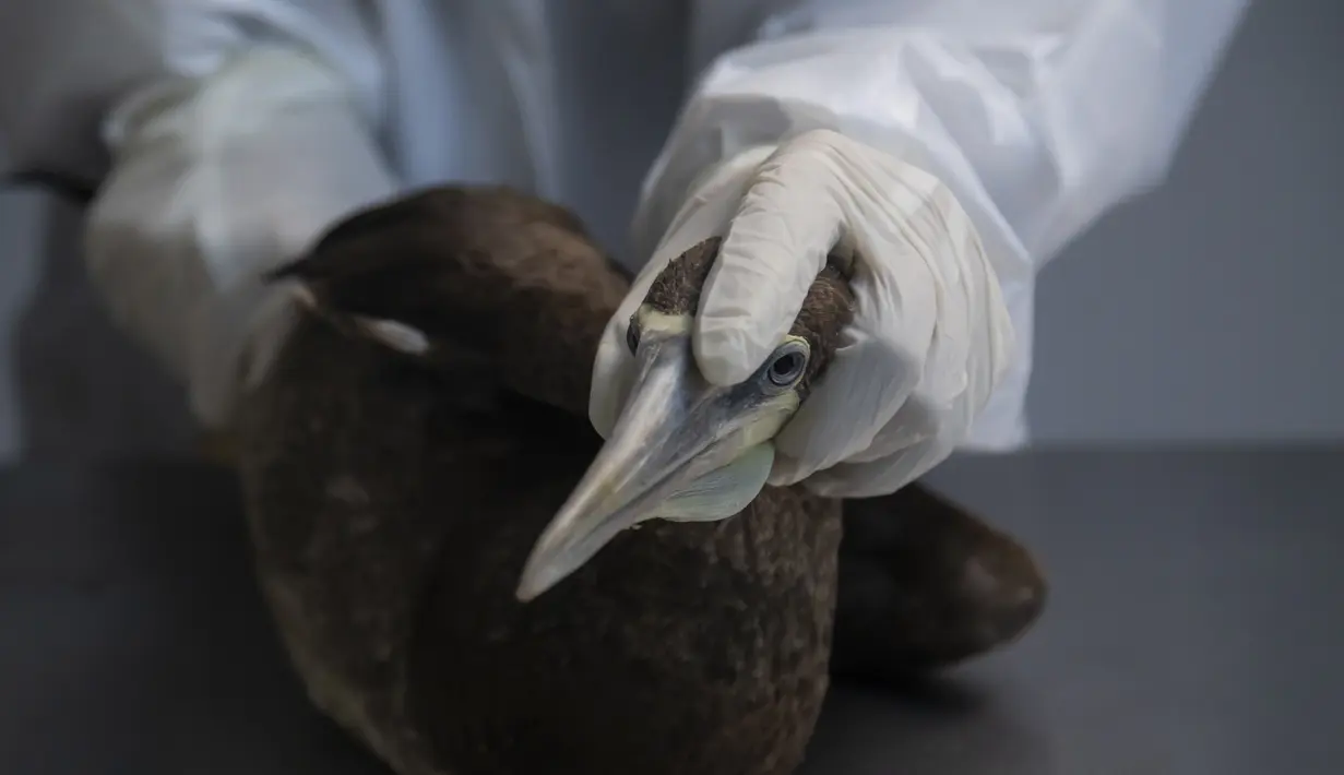 Penjaga kebun binatang dan ahli biologi Fernanda Short memegang burung Sula Leucogaster yang berada dalam tahap pertama karantina karena diselidiki untuk flu burung di Pusat Rehabilitasi Hewan Laut Universitas Santa Ursula di Rio de Janeiro, Brasil, Senin, 26 Juni 2023.