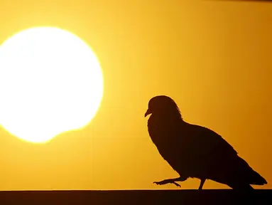 Siluet burung merpati terlihat saat fenomena Gerhana Matahari Parsial di Kathmandu, Nepal, Rabu (9/3/2016). Selain Indonesia, fenomena  gerhana matahari juga melintasi beberapa negara meski tak sepenuhnya total. (REUTERS/Navesh Chitrakar)