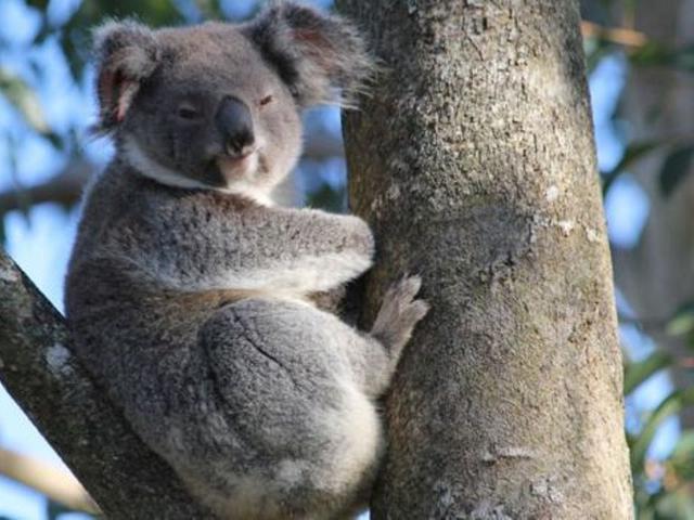 Koala Sering Dianggap Hewan Bodoh Dan Pemabuk Ternyata Global Liputan6 Com
