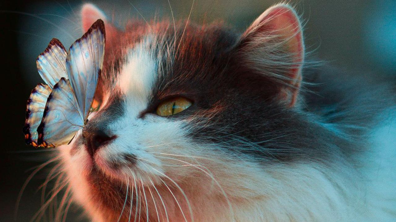 <b>1. Kucing Punya 9 Nyawa</b>