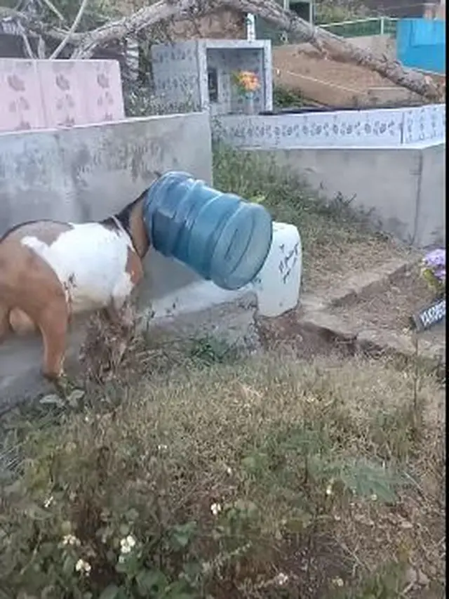 6 Kambing Pakai Helm Ini Curi Perhatian, Siap Diantar Ojek Online