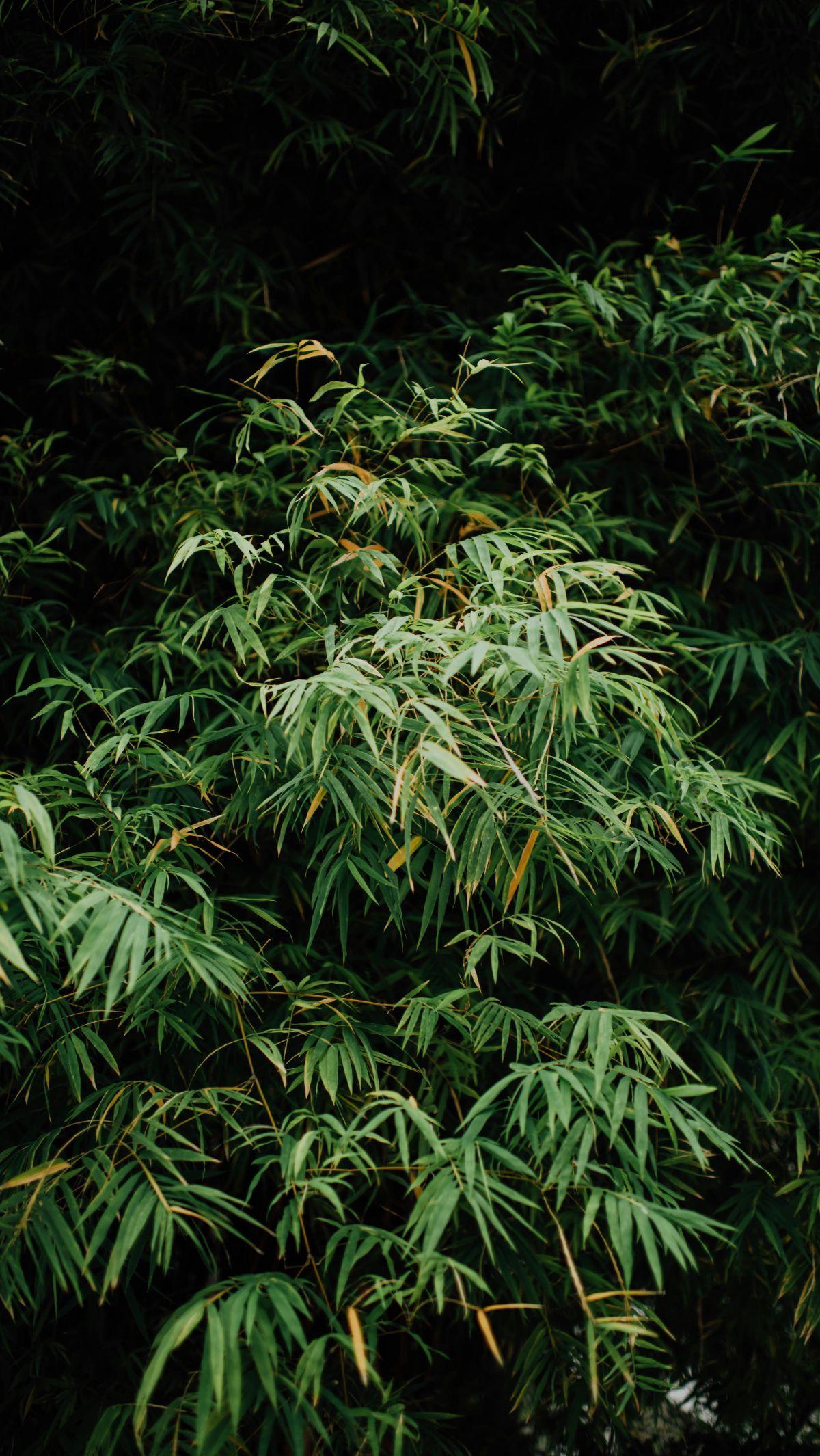 <b>Manfaat Daun Bambu bagi Kesehatan</b>