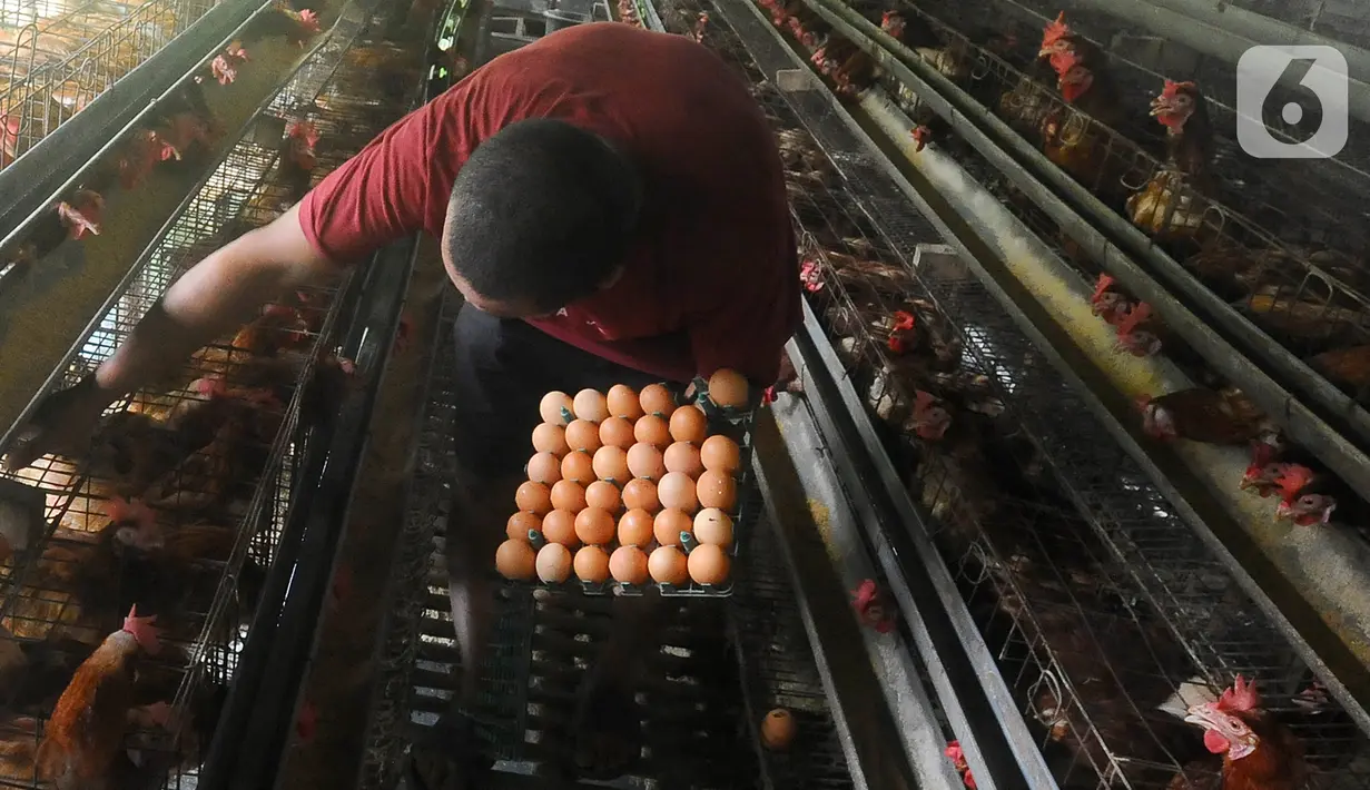 Telur hasil panen di sebuah peternakan ayam petelur  di Gunung Sindur, Bogor, Jawa Barat, Selasa (6/6/2023). (merdeka.com/Arie Basuki)