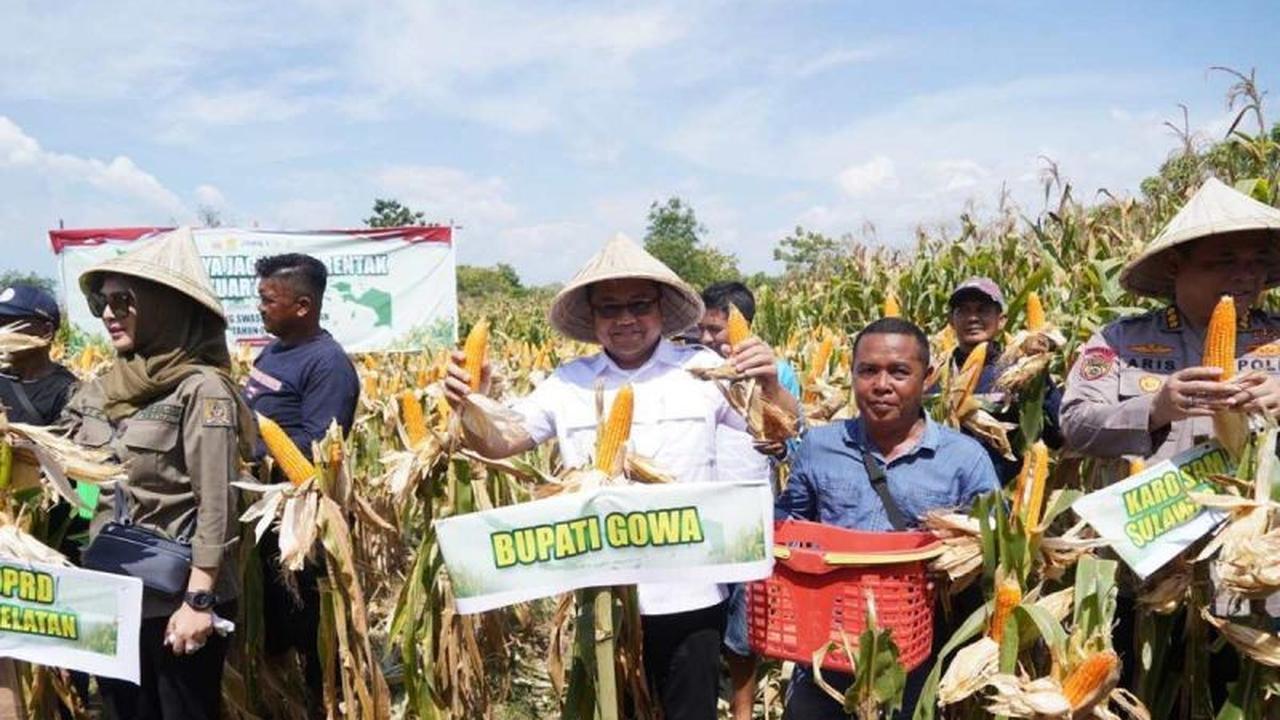 Tahukah Anda? Panen Raya Jagung Gowa Tembus 7.153 Ton, Perkuat Ketahanan Pangan Nasional