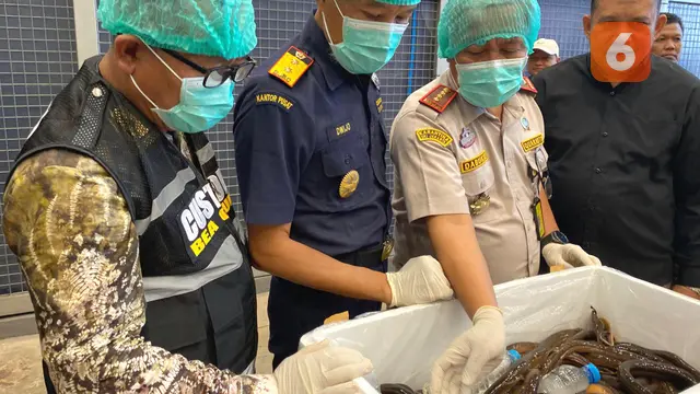 Bea Cukai Kalimantan Selatan Belut Sawah Hidup