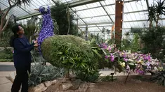 Seorang wanita melihat tumbuhan berbentuk merak saat Festival Anggrek di Royal Botanic Gardens di Kew, London Barat, Kamis (2/2). (AFP PHOTO / Daniel Leal-Olivas)