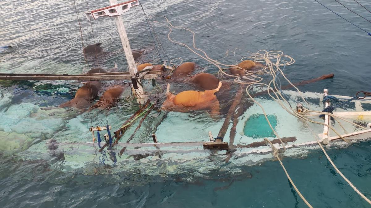 Kapal Motor Bermuatan Belasan Sapi Tenggelam di Pelabuhan Selayar