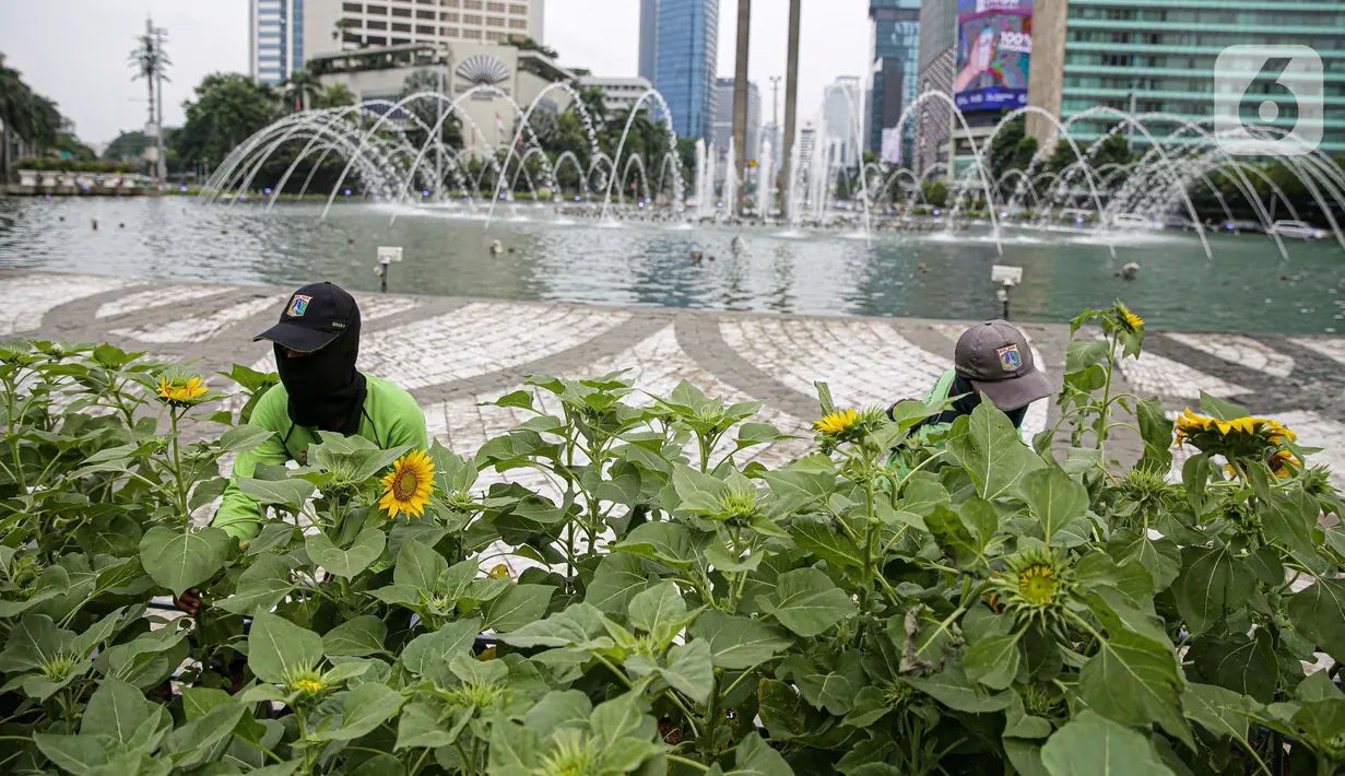 Petugas Dinas Pertamanan dan Hutan DKI Jakarta menata bunga matahari pada plater box di Bundaran HI, Jakarta, Jumat (18/6/2021). Pemasangan bunga matahari di kawasan Bundaran HI dalam rangka menyambut HUT ke-494 DKI Jakarta sekaligus mempercantik kawasan tersebut. (Liputan6.com/Faizal Fanani)