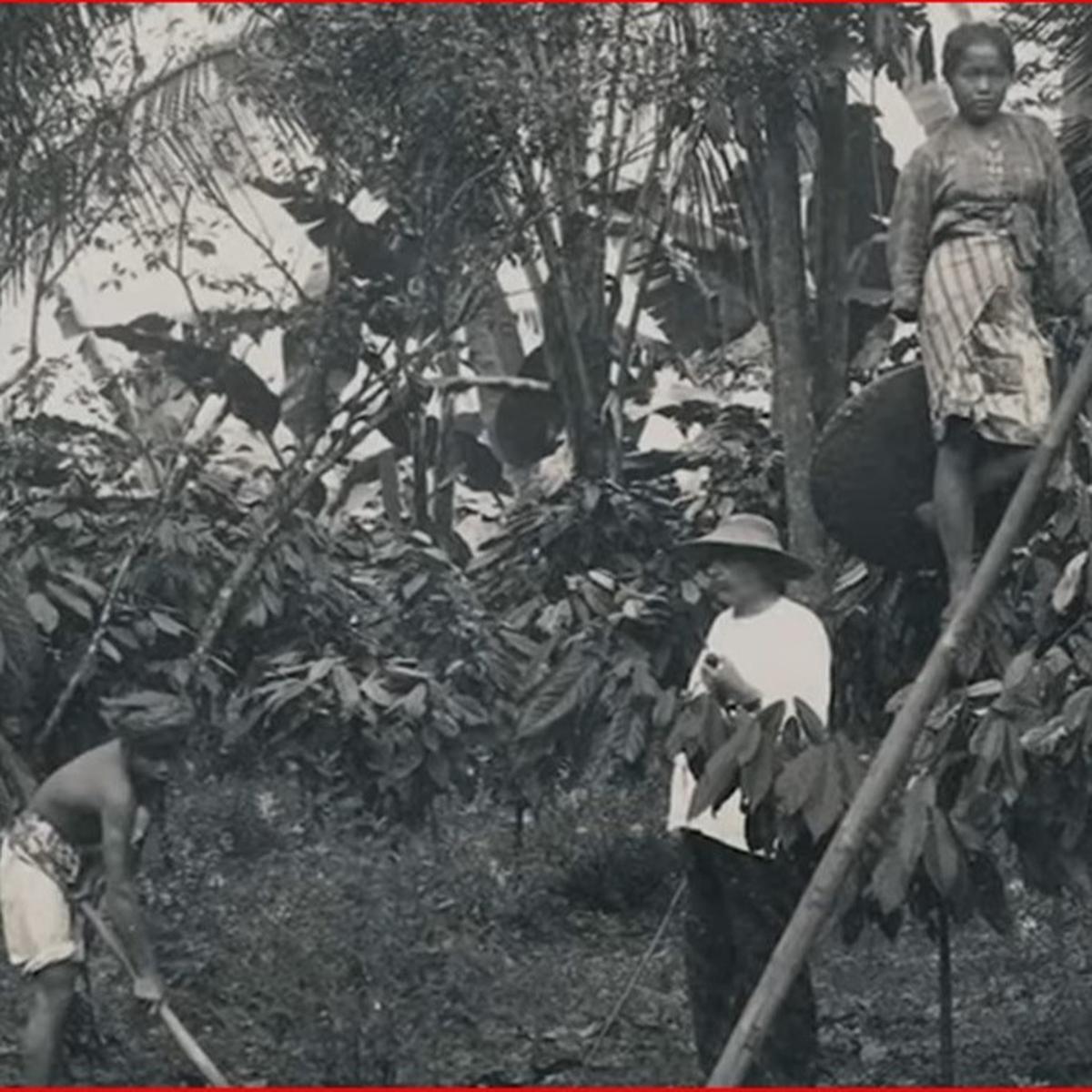 Perkebunan Bunisari