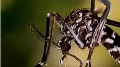 Virus ini menyebabkan bayi lahir dengan kondisi anomali, bentuk kepala kecil dan otak tidak bisa berkembang baik.