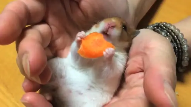 Jika hamster lain menyukai biji-bijian, hamster ini malah menyukai wortel sebagai makanan favoritnya.