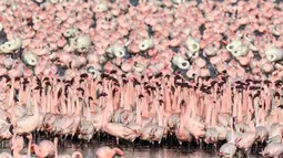 Kawanan flamingo berdiri di sebuah danau di Navi Mumbai pada Kamis (14/5/20220). Burung-burung yang bermigrasi biasa mendatangi Mumbai setiap tahun ini tiba dalam jumlah besar setelah pemerintah India menerapkan kebijakan lockdown. (Photo by Punit PARANJPE / AFP)