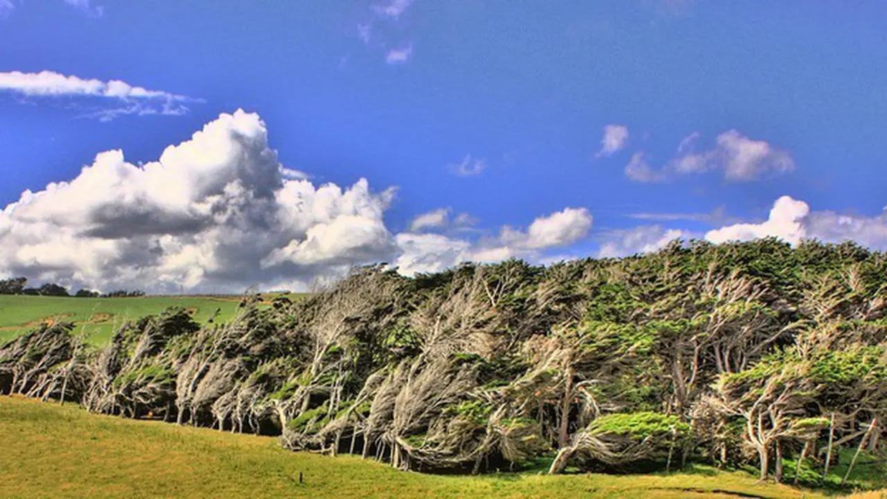 Unik, Pohon di Slope Point Selandia Baru Tumbuh Miring