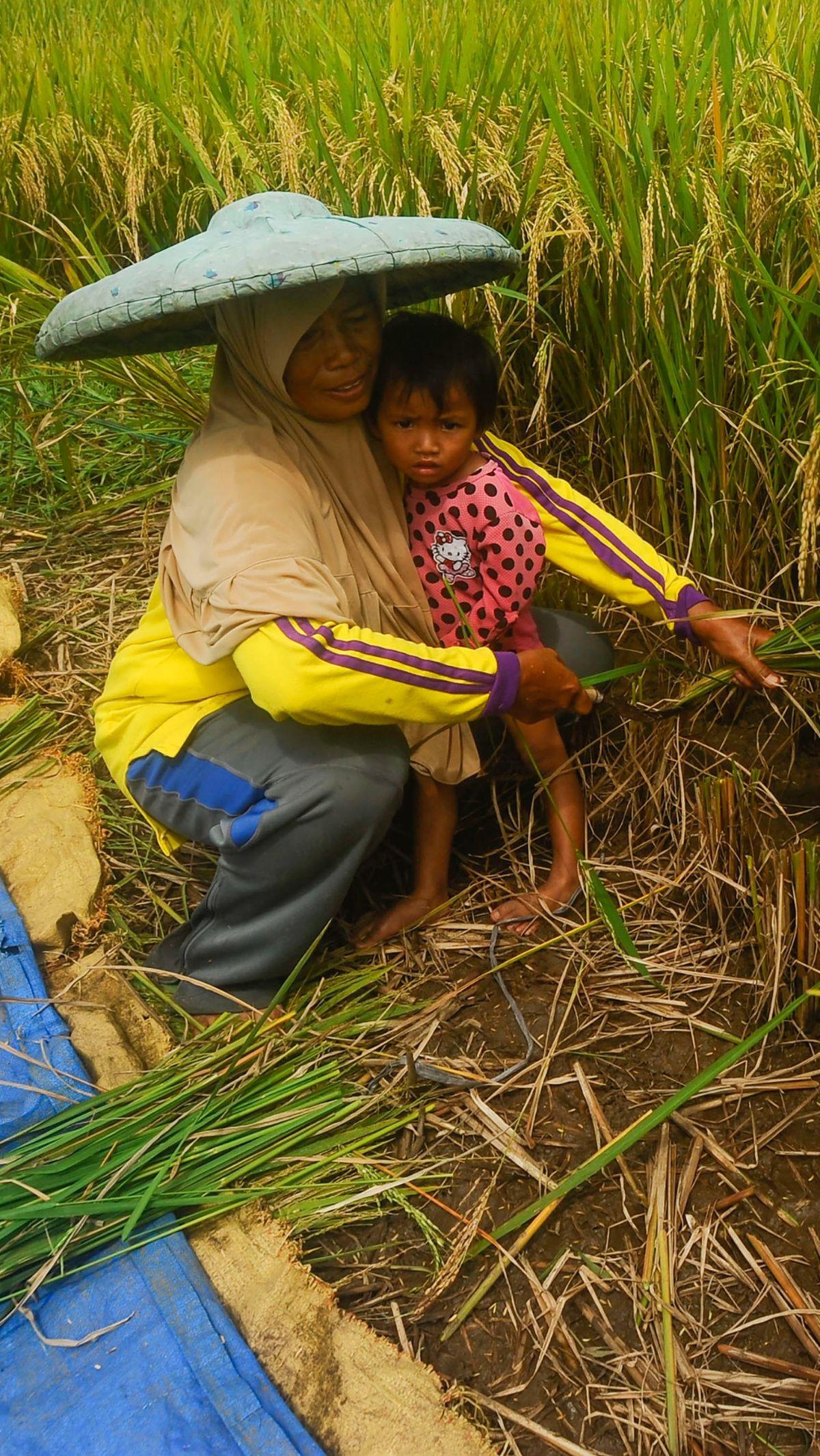 Di Bogor, harga gabah tertinggi menembus Rp8.500 per kilogram. Naik cukup tinggi dibandingkan harga sebelumnya, yakni di kisaran Rp5.500 sampai Rp6.000 per kilogram.&nbsp;Foto: Merdeka.com/Arie Basuki