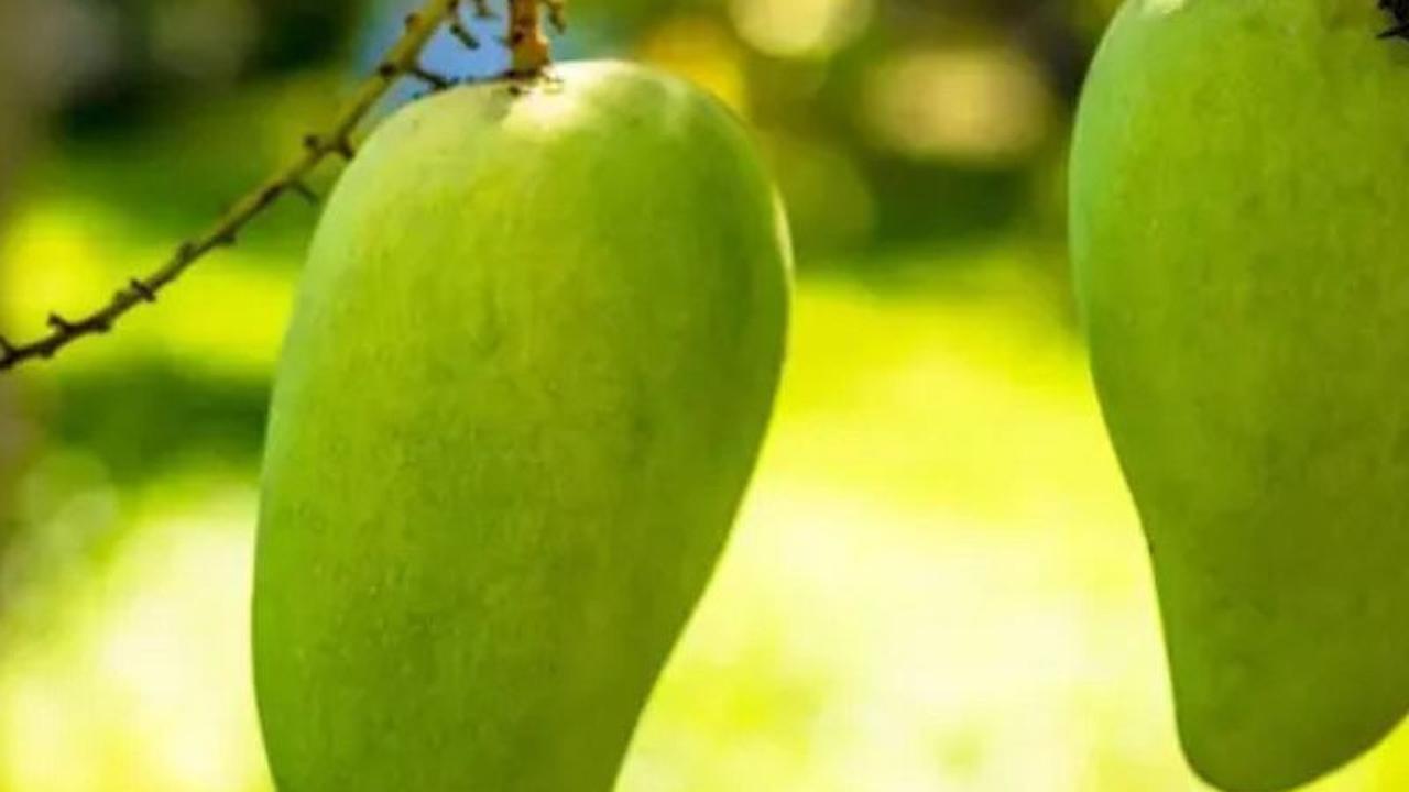 Ilustrasi mangga