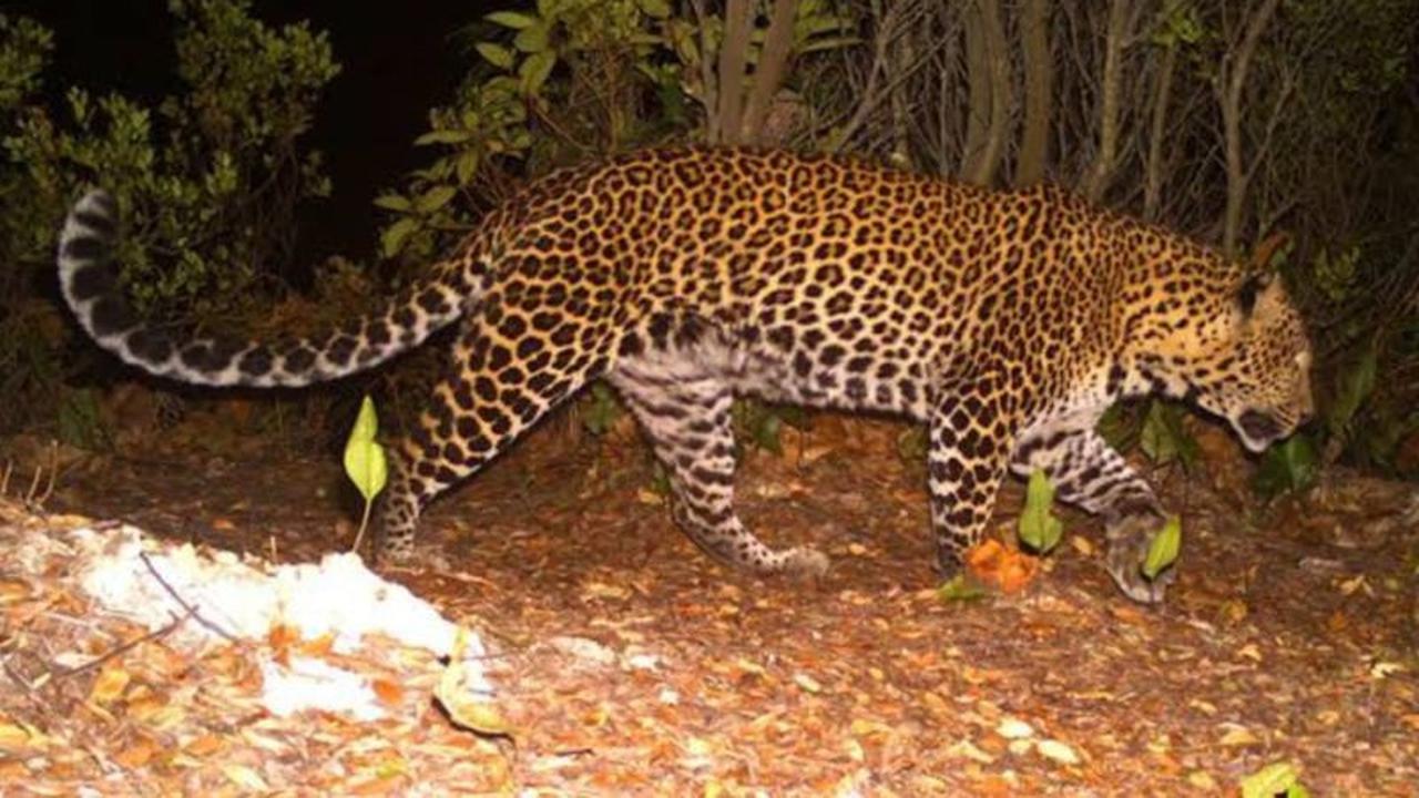 Waspada! Macan Tutul Kabur Lembang, Ternyata Hewan Ini Pandai Kamuflase Hingga 5 Meter