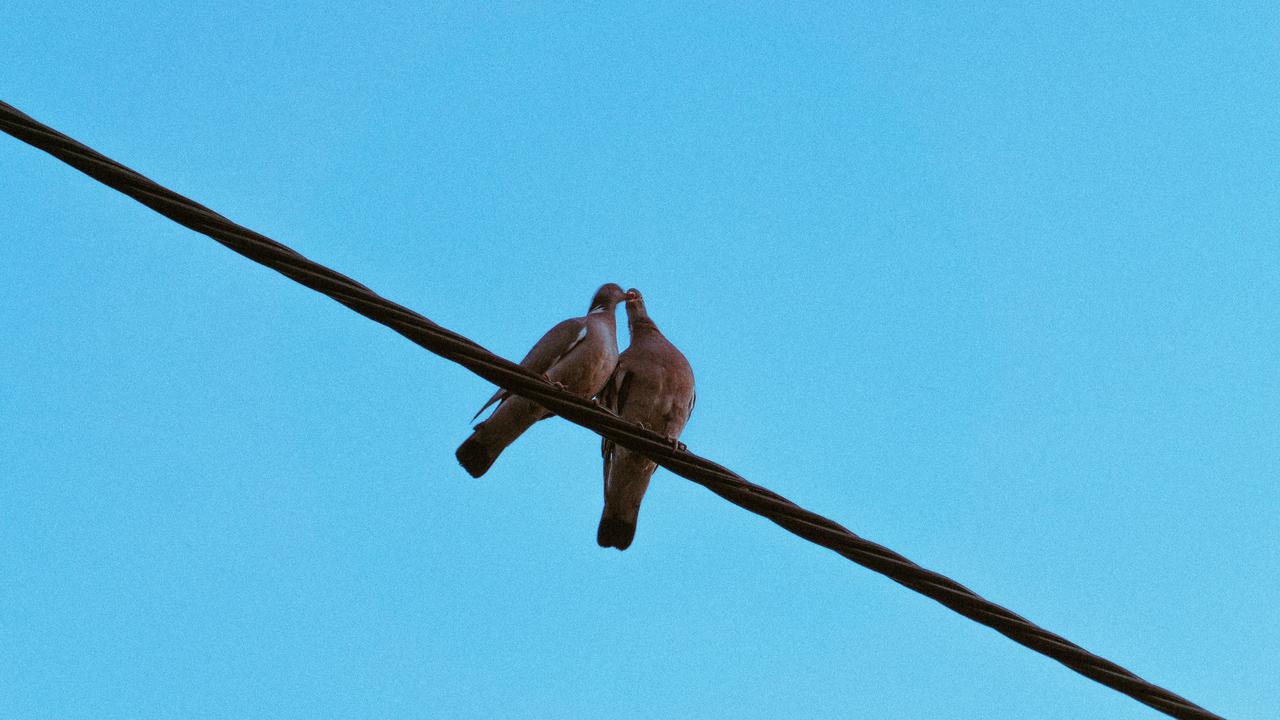 Burung di Kabel Listrik