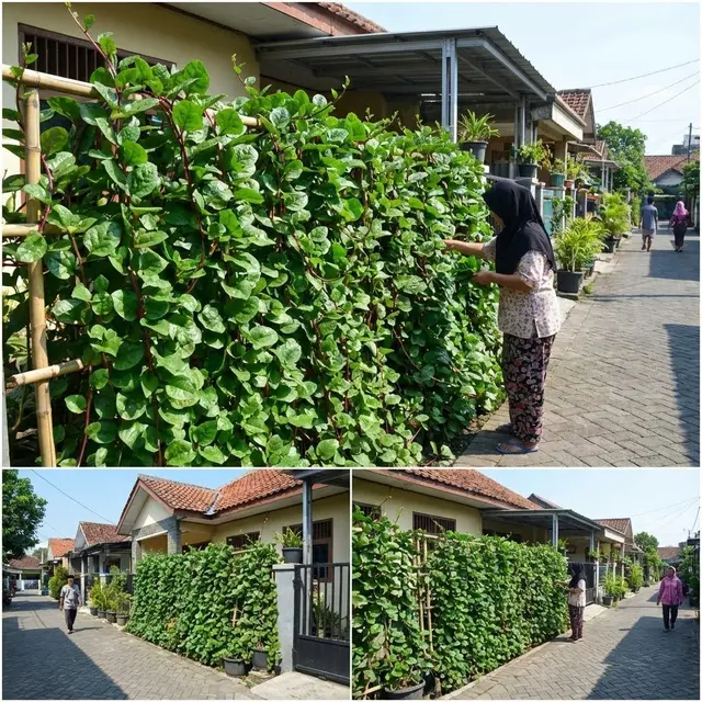 Inspirasi Taman Sayur Produktif untuk Komunitas Ibu Rumah Tangga