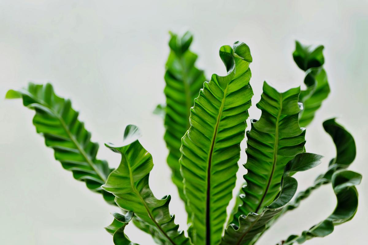 Bird’s Nest Fern (Paku Sarang Burung)