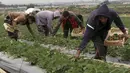 Petani Palestina memetik stroberi di kebun keluarga mereka, di Beit Lahiya, Jalur Gaza utara, Selasa (28/12/2021). Tidak semua tanah di Gaza bagus untuk ditanami stroberi, hanya di wilayah utara saja yang bagus untuk ditanami buah dan sayur. (AP Photo/Adel Hana)