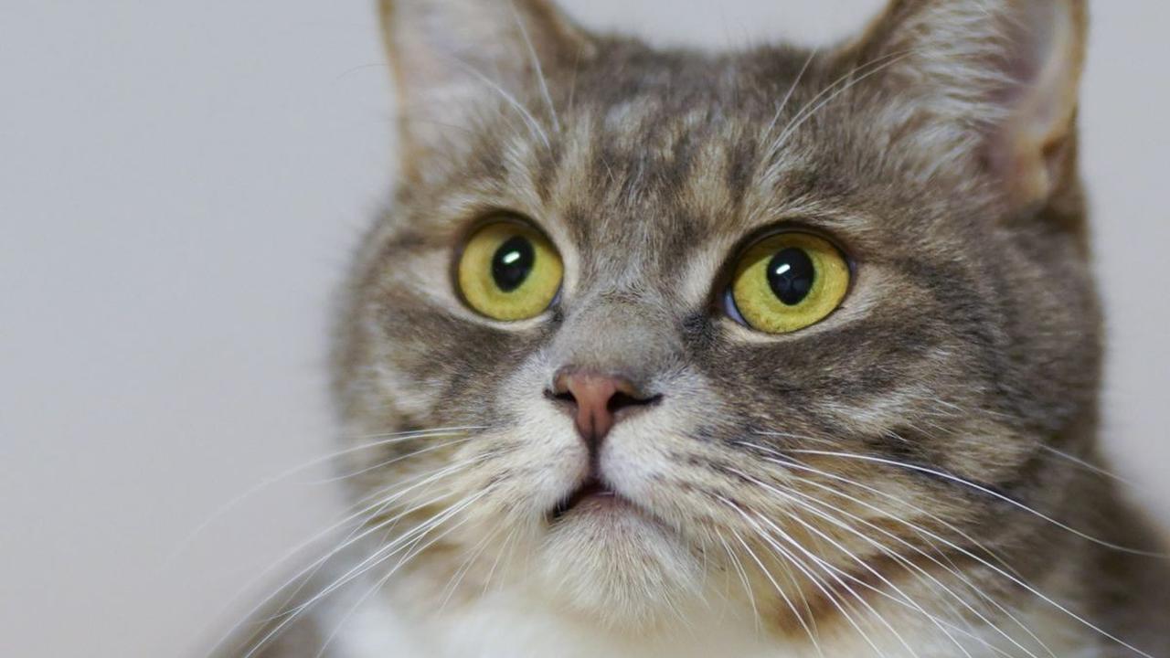 Tak Banyak yang Tahu, Mengapa Kucing Membenci Air? Ketahui Fakta Unik Dibaliknya