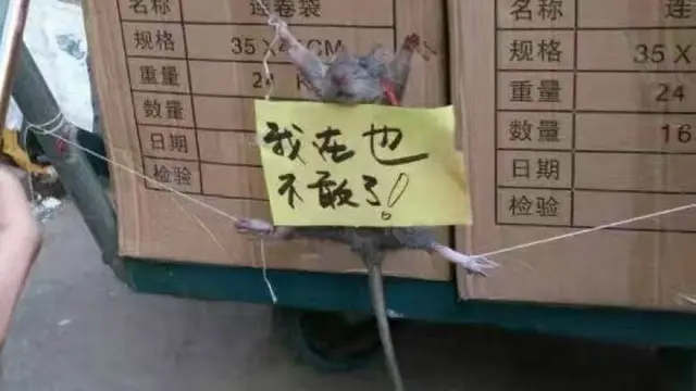 Tikus di China