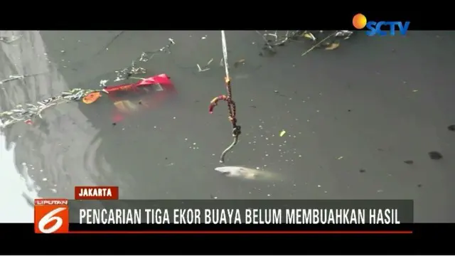 Pencarian tiga ekor buaya di Kali Grogol, Latumenten Raya, Jakarta Barat, belum berhasil. Petugas imbau masyarakat tak melempari buaya agar bisa ditangkap.