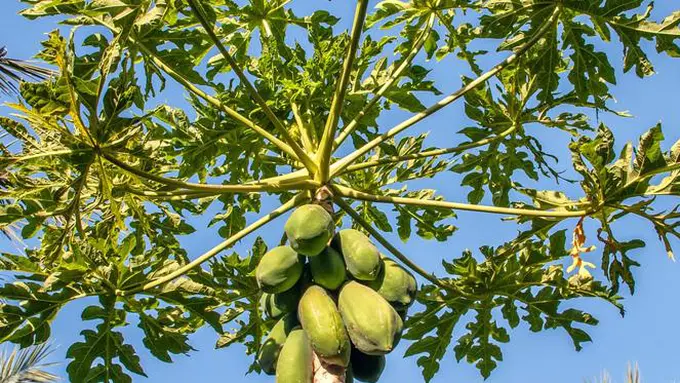 Gak Cuma Enak Buat Dilalap, Daun Pepaya Punya Banyak Khasiat