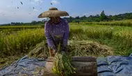 Beras Makin Mahal, Kenaikan Merata dari Penggilingan Hingga Eceran