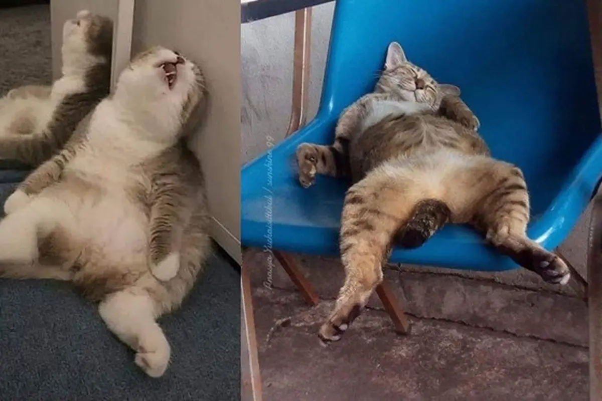 Pose Menggemaskan Kucing Saat Tidur Nyenyak Ini Kocak Banget