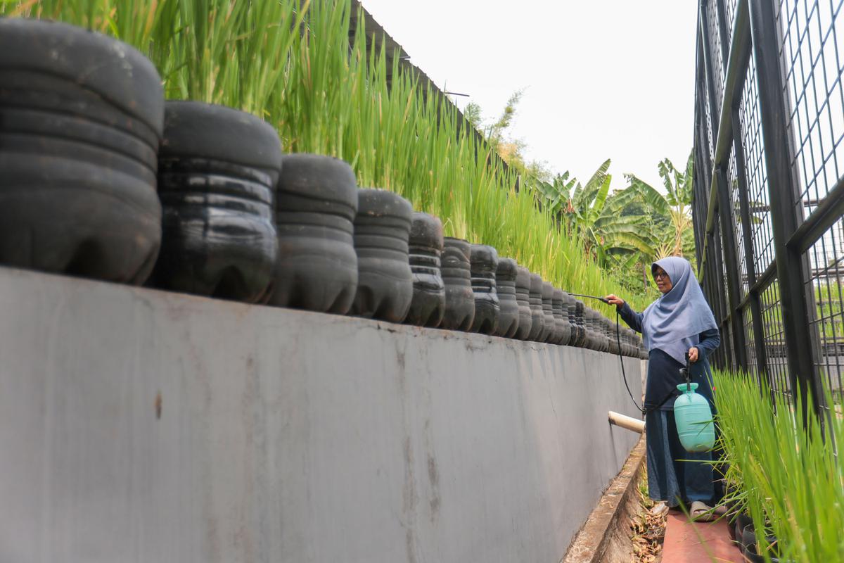 Tanam Padi dalam Galon untuk Ketahanan Pangan dan Bantu Anak Stunting