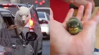 8 Potret Ekspresi Hewan Kalau Lagi Marah Ini Malah Lucu Banget