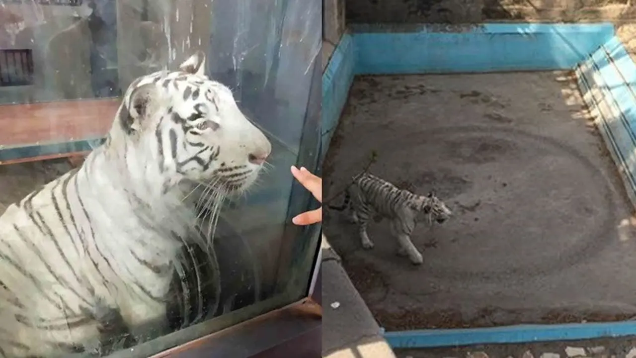Keliling Kandang Tanpa Henti, Harimau Ini Bikin Jejak Lingkaran Karena Stres