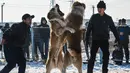Dua pria melihat anjing Alabay miliknya saat bertarung di Kota Bishkek, Kyrgyzstan (18/11). Sekitar 23 pemilik membawa anjing mereka untuk ambil bagian dalam acara pertempuran untuk gelar "juara breed". (AFP Photo/Vyacheslav Oseledko)