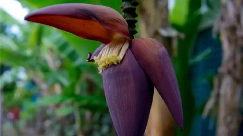 Mudah dan Berkhasiat, 6 Manfaat Jantung Pisang Bagi Kesehatan