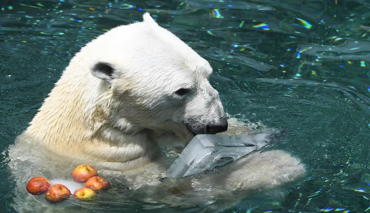 Beruang kutub jantan bernama Tongki diberi camilan sebongkah balok es di Everland Resort, Korea Selatan, Kamis (21/6). Akibat udara panas, pihak pengelola kebun binatang berinisiatif untuk memberi es krim pada beruang 23 tahun itu. (AFP/Jung Yeon-je)
