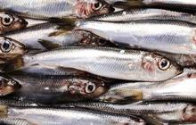 Tak Kalah dari Salmon, Ini 8 Ikan Lokal yang Kaya Omega-3 Cocok untuk Mpasi