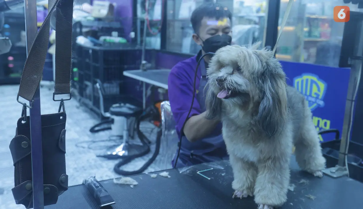 Sejumlah layanan perawatan hewan menjadi peluang bisnis yang dapat menambah pemasukan pet shop. Selain menjual makanan dan perlengkapan, layanan seperti memandikan hewan, mencukur bulu, grooming, penitipan hingga pemeriksaan kesehatan dapat menjadi pilihan bagi pemilik hewan peliharaan. Kenyamanan tempat, kebersihan serta tenaga profesional juga menjadi faktor penting dalam memberikan layanan sekaligus menjaga kepercayaan pelanggan. (KLY/Budy Santoso)